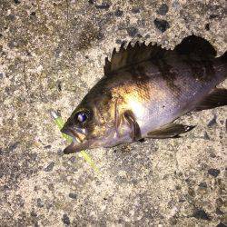 本日もメバル釣行